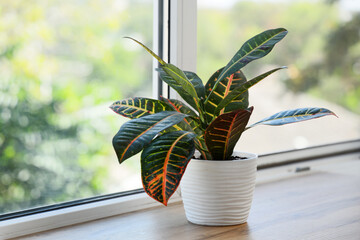 Obraz premium Biophilic design and home wellness, croton plant in a white pot on a windowsill with natural light for interior decor and sustainable living concepts