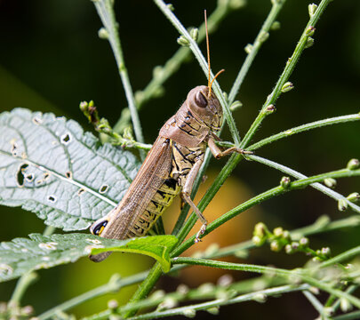 differential grasshopper Melanoplus differentialis pest herringbone pattern hind legs in green grass