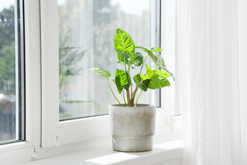 Obraz premium Biophilic design and home wellness, potted syngonium plant on a sunny windowsill for interior decor and sustainable living in a modern apartment