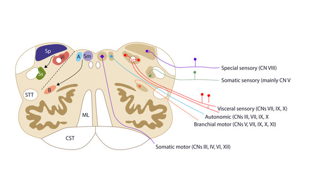 Section through medulla showing arrangement of cranial nerve nuclei, Cross-sectional illustration showing the functional arrangement of cranial nerve nuclei in the medulla.