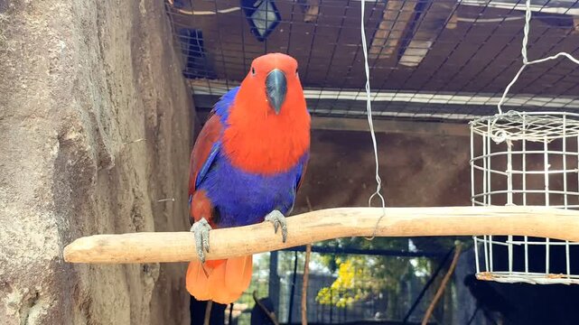 Nuri Bayan (Eclectus roratus). A female eclectus parrot with red plumage perches on a branch inside the cage. A type of bird classified as rare, possessing beautiful and lovely plumage. found in zoos 