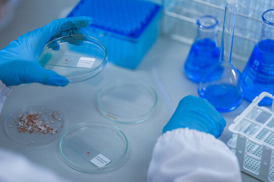 The gloved hands of a medical research scientist laying the dish down on the bench in a bright modern life science laboratory, in a clean and modern laboratory.