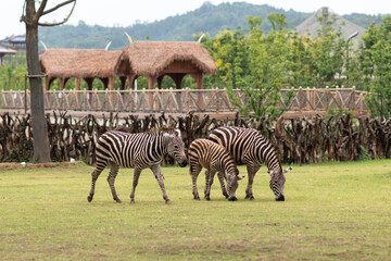zebras in wildlife park © Yunjiang