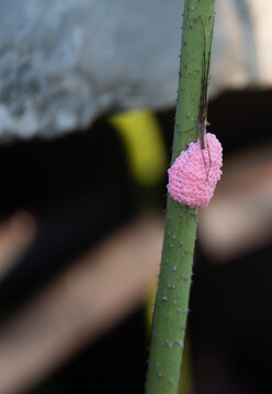 Pink snail eggs attached to a green plant stem in close-up.
