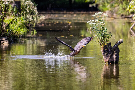 Cormorant taking off from a small lake, Central Kentucky