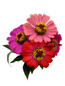zinnia flower bouquet isolated on transparent background