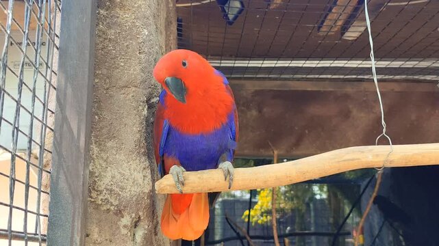 Nuri Bayan (Eclectus roratus). A female eclectus parrot with red plumage perches on a branch inside the cage. A type of bird classified as rare, possessing beautiful and lovely plumage. found in zoos 