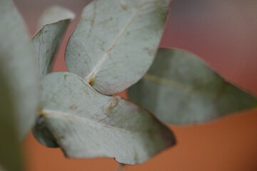 Close up of eucalyptus leaves with a soft natural background © ozguadarrama