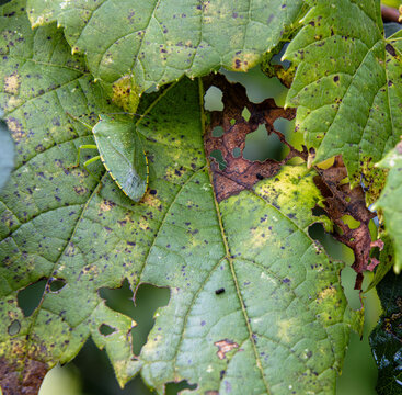 green stinkbug blending in with autumn leaves