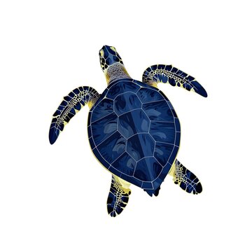 A detailed illustration of a sea turtle swimming isolated on a white background.