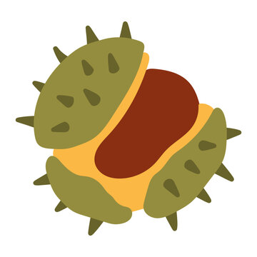 Detailed vector illustration of a green spiky chestnut shell fully opened with the brown nut visible. Perfect for autumn harvest and seasonal nature designs