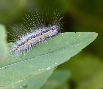 fall webworm hairy white fluffy caterpillar with water droplets