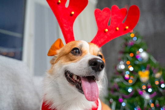 Cute dog wearing red reindeer antlers headband and festive collar, closeup portrait with tongue out and twinkling christmas tree lights blurred in background creating a cheerful holiday scene indoors