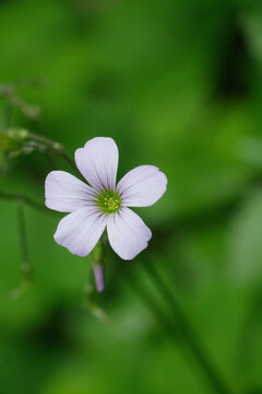 Outra flor de trevo