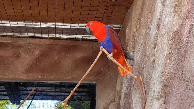 Nuri Bayan (Eclectus roratus). A female eclectus parrot with red plumage perches on a branch inside the cage. A type of bird classified as rare, possessing beautiful and lovely plumage. found in zoos 