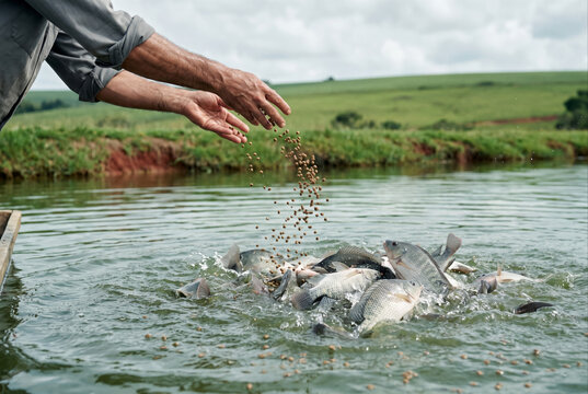 Worker hands scattering feed pellets to tilapia in fish farm pond
