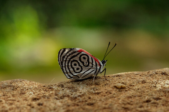 Borboleta 88