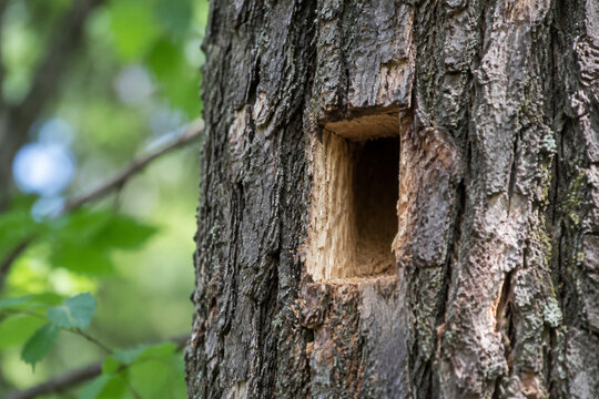 Rectangular hole in a tree trunk made by a woodpecker.