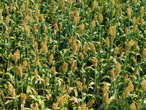 Close aerial view of sorghum plants with grain heads in China - grain crops
