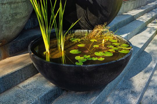 Water and plants in a large concrete planter on granite steps. A stone planter in a city garden or public park