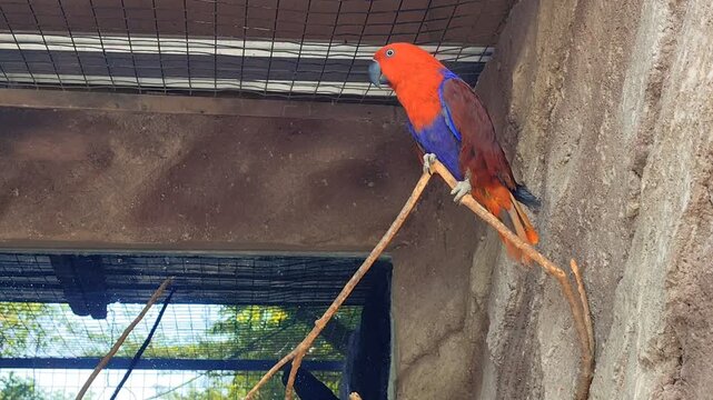 Nuri Bayan (Eclectus roratus). A female eclectus parrot with red plumage perches on a branch inside the cage. A type of bird classified as rare, possessing beautiful and lovely plumage. found in zoos 
