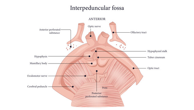 Interpeduncular fossa, Anatomical view of the interpeduncular fossa and surrounding midbrain structures.