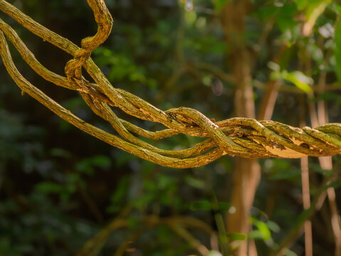 Interesting Twisted Rainforest Liana Vines