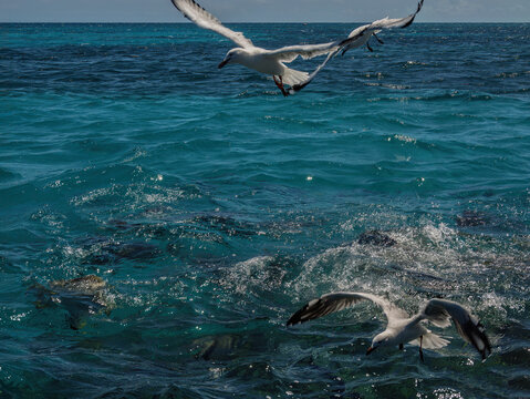 Several Gulls Above Surface Feeding Fish