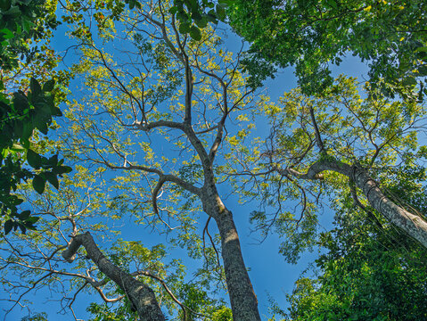  Sky View Above Rainforest Clearing