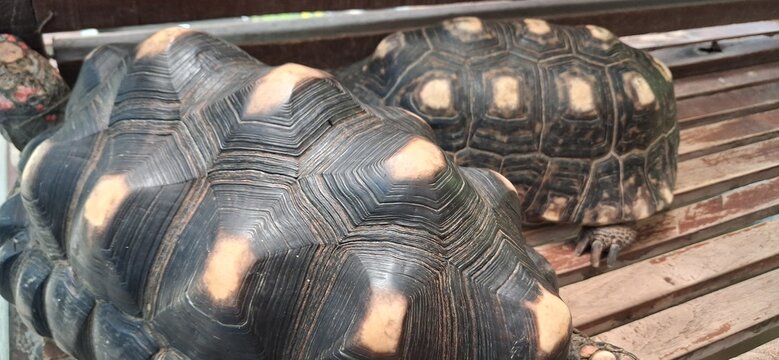 Black and Yellow Tortoise Shell Texture