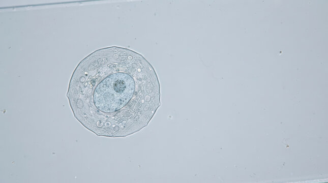 Microscopic personalized medicine genomics sample showing round biological cell with visible nucleus and internal structure