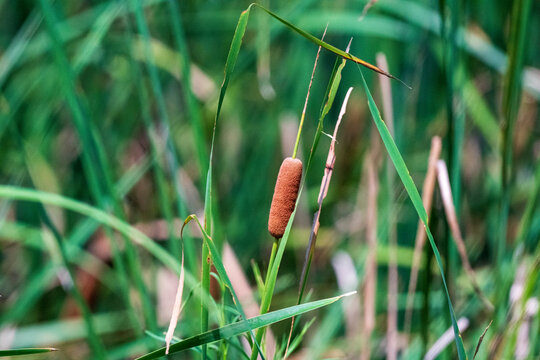 Young cattail spike in soft light in China - wetland plants
