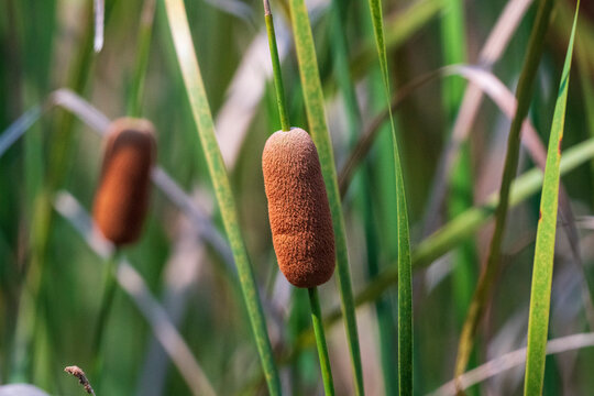Two brown cattail spikes in close-up in China - wetland plants