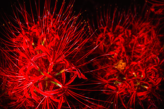 Vibrant Red Spider Lilies Blooming in the Dark