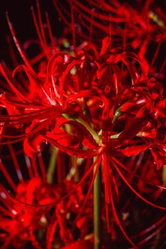 Vibrant Red Spider Lilies Blooming in the Dark