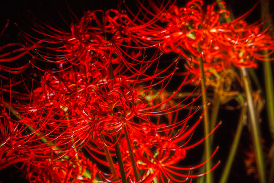 Vibrant Red Spider Lilies Blooming in the Dark
