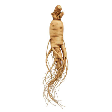 Fresh raw ginseng root isolated on white background for herbal medicine and health supplement