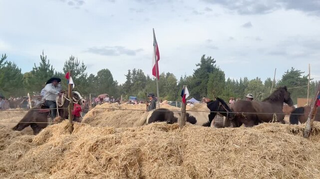 Cauguenes Province, Chile &ndash; Feb 2, 2026: Free‑mare threshing in rural Chile, with horses turning grain, farmers working, and an authentic atmosphere of agricultural heritage and country culture.