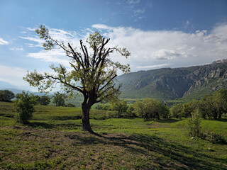Weathered tree with delicate green leaves stands over a spring meadow, wispy clouds drifting across the sky above rugged mountain ridges and a wooded valley. 📍 Marivan, Kurdistan, Iran  © Hawraman83