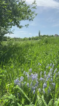 Meadow grass with veronica blue flowering plant in spring, vertical video.