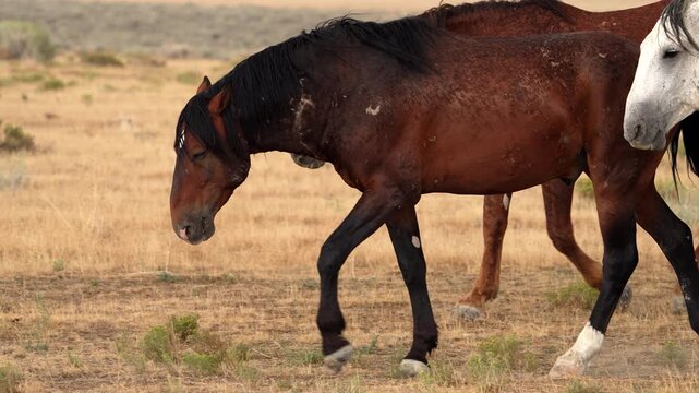 Wild horses walking by viewing of large scar on one's neck from the grueling life in the Utah desert.