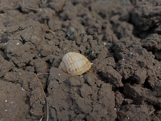 A snail shell resting on dry cracked soil in a natural outdoor environment, with earthy textures and a shallow depth of field © Yulis