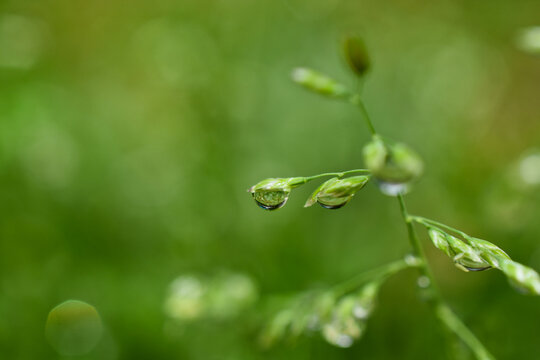 green grass with dew drops