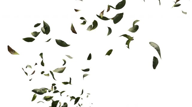 4K 3D animation of green and dried leaves falling and swirling isolated on solid white background, horizontal 16:9 nature for video editing, presentation, and commercial backdrop