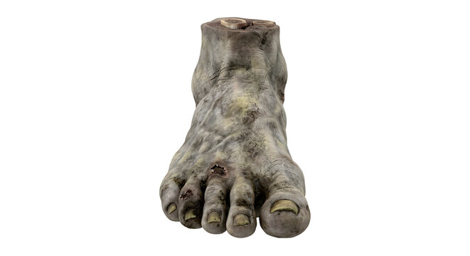 Severed rotting zombie foot with exposed ankle bone