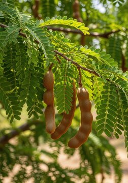 A branch of a tamarind tree displays its green leaves and brown pods. The pods hang downwards, showcasing their elongated shape and textured surface.