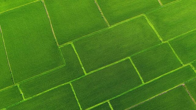 Aerial Video of Parallel Long Strip Green Paddy Fields with Narrow Ridges
