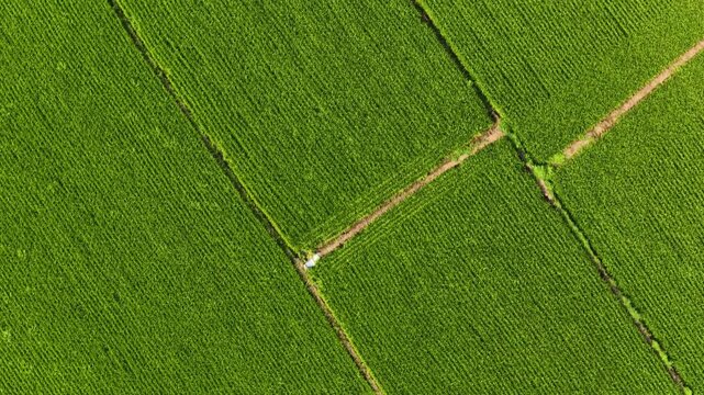Aerial Video of Parallel Long Strip Green Paddy Fields with Narrow Ridges