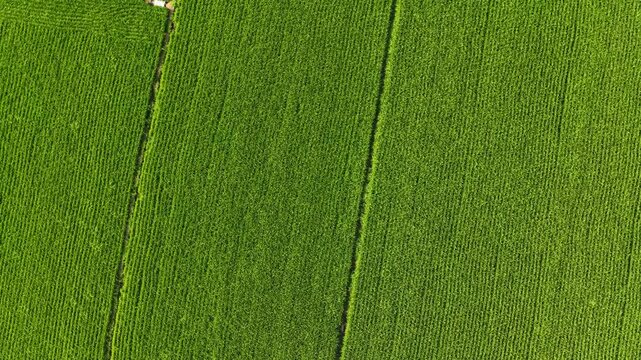 Aerial Video of Parallel Long Strip Green Paddy Fields with Narrow Ridges