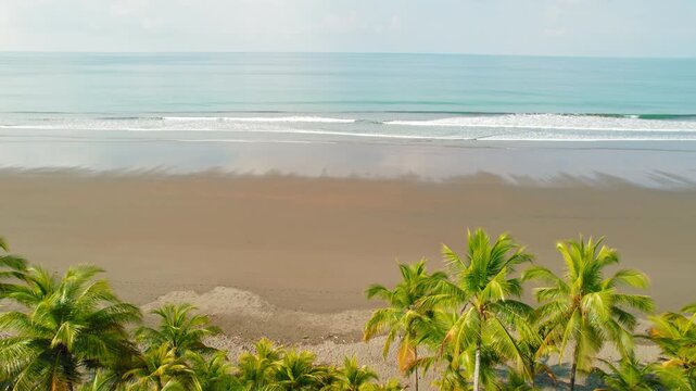 Palm trees overlooking a serene wide tropical beach with gentle ocean waves